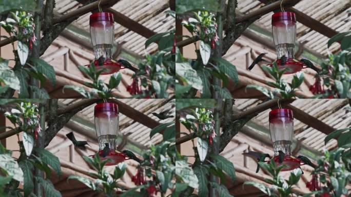 在秘鲁安第斯山脉雷瓦什附近的雨林中，快速而小巧的蜂鸟绕着喂食器飞行。