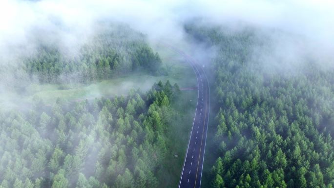 茂密的森林-晨雾-公路-氧吧-vlog