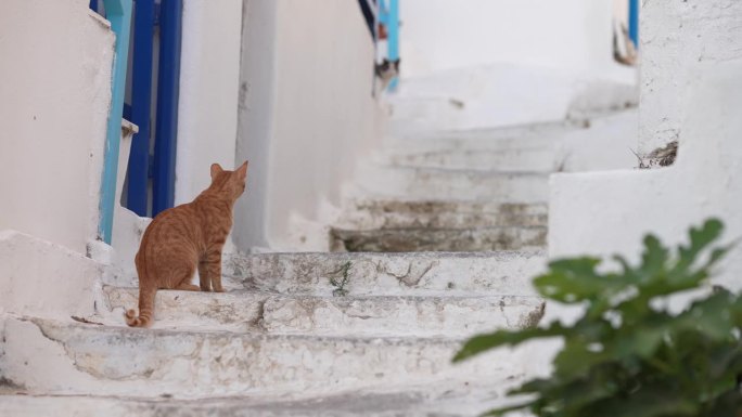 米科诺斯猫在楼梯上