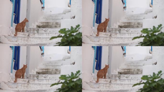 米科诺斯猫在楼梯上