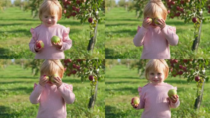 收获前的苹果园里的小孩。初学走路的小女孩在秋收的果园里吃着一个大红苹果。前景上的一篮子苹果。秋天的阴