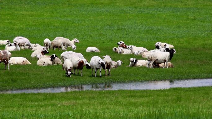 内蒙古草原上的羊群