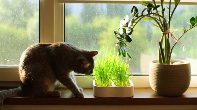 猫在吃草。可爱的灰须坐在窗台上嚼着花盆里种的小麦芽，诠释了家畜健康营养的理念