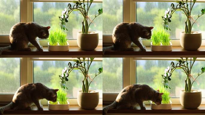 猫在吃草。可爱的灰须坐在窗台上嚼着花盆里种的小麦芽，诠释了家畜健康营养的理念