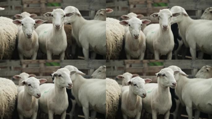 小农场围栏里的羊。宅基地里的羊在电影慢动作里。
