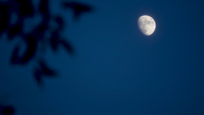 月亮天空玄月树叶月上枝头
