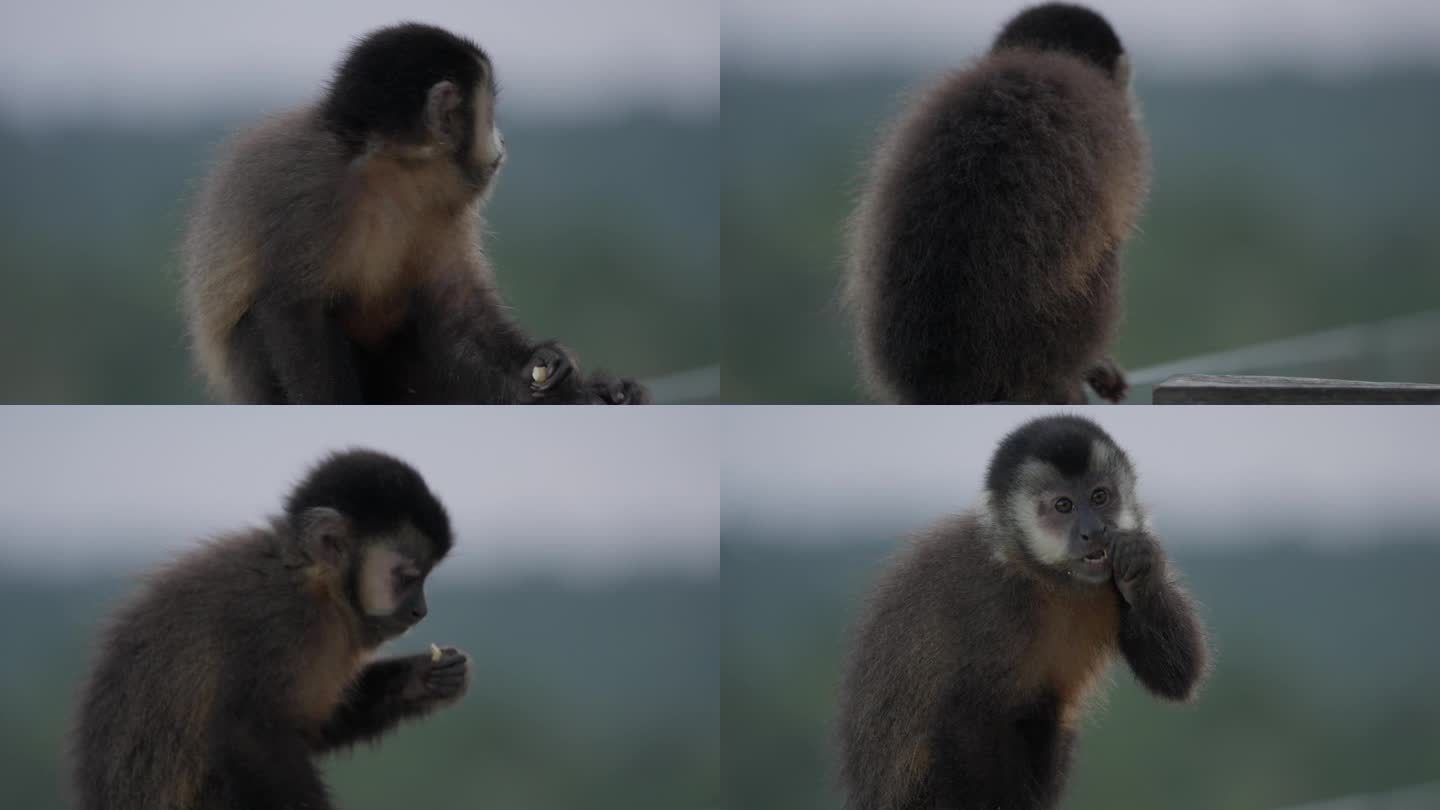 小猴子在玻璃栏杆上吃东西