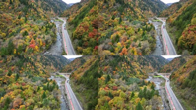 川西秘境——黑水彩林