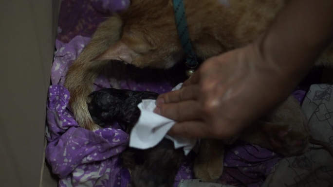 泰国品种的猫分娩奶猫猫咪生育
