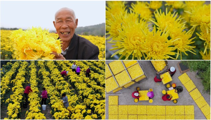 菊花金丝皇菊丰收采摘农民农村农业乡村振兴