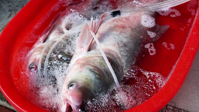 菜市场水产鱼类胖头鲢鱼