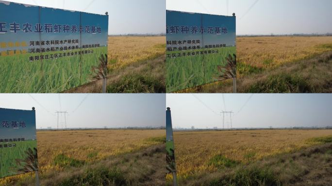 稻米水稻农田耕地种植基地正丰告示牌横移