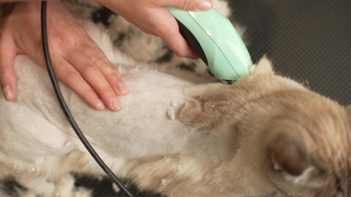 从高角度看，无法辨认的宠物美发师从宠物沙龙的修剪器上剃除家猫的毛发。可爱的猫正在换新发型