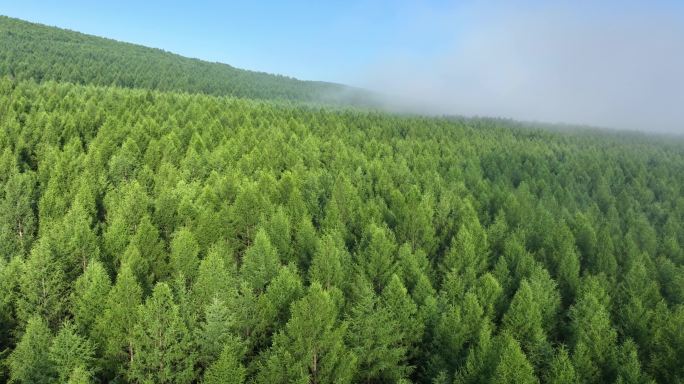 绿色森林-晨雾-群山-公路-天然氧吧
