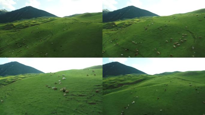 新疆放牧，云上草原