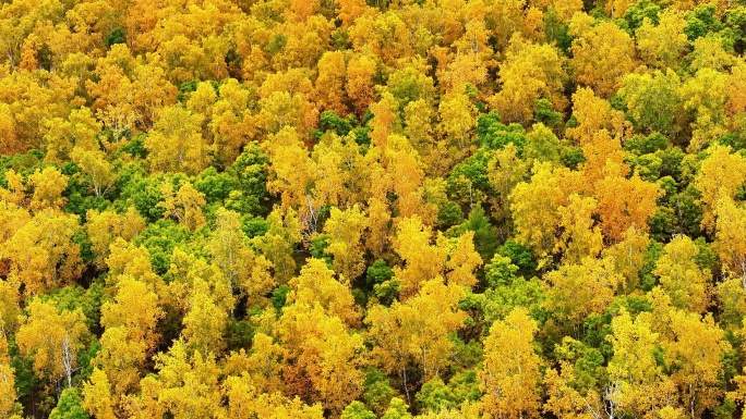 深秋、金色树林、大兴安岭