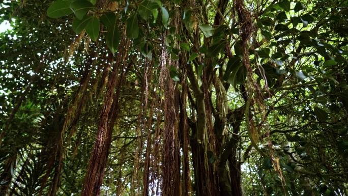 印度榕树是一种巨大的树木，有藤本植物或气生根，在天空背景和阳光下有绿色的叶子