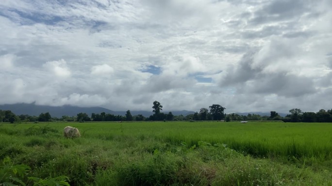 泰国北部一个雾蒙蒙的早晨，牛群在山上的草地上吃草。空气凉爽而清爽，太阳刚刚开始升起。群山被云笼罩着。