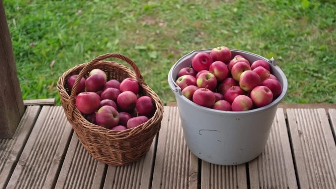 收获前苹果园里成熟的苹果。秋收的果园里，又大又红又好吃的苹果挂在树枝上。一篮子苹果。秋天的阴天，柔和