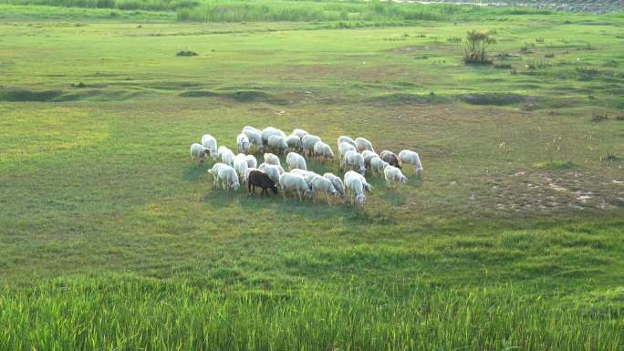 羊群 草原羊 绵羊草地牧草牧羊生态养殖