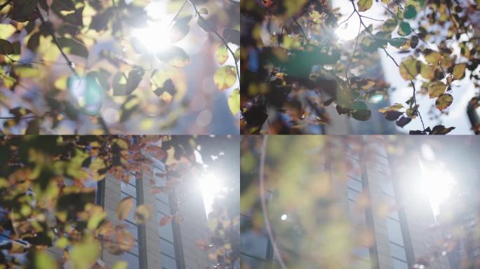 秋天树光影建筑