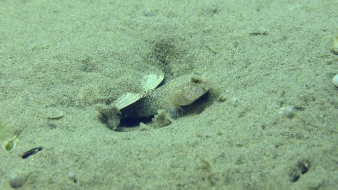 在沙质海床上繁殖大理石纹虾虎鱼。