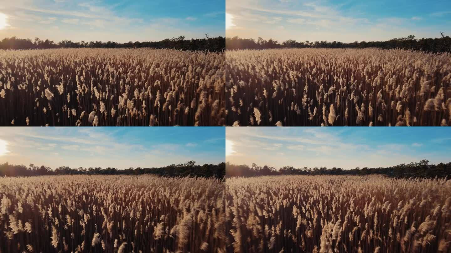 在美国金色的夕阳下，空中飞越麦田，玉米摇曳