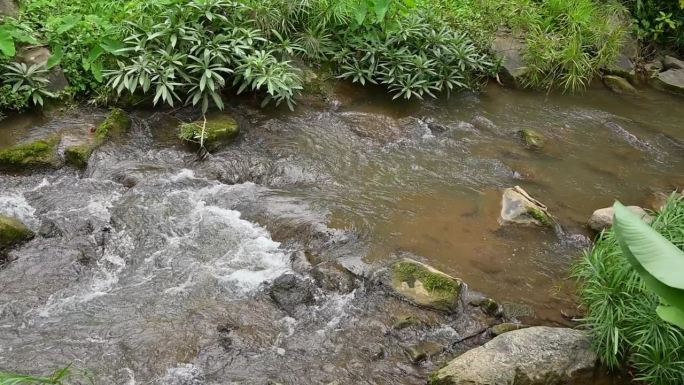 美丽的河流瀑布和森林中的植物，清晨的慢动作自然背景