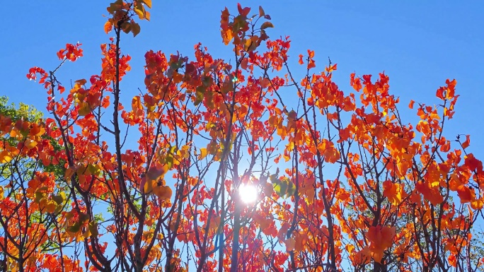 丽江中济海秋天的红叶枫叶
