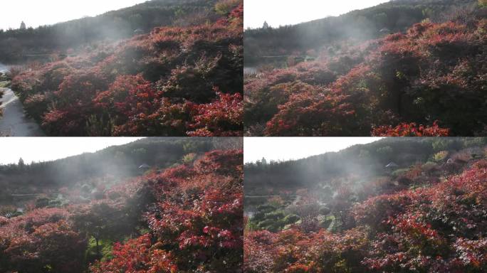 航拍山东荣成石岛赤山风景区秋天红叶