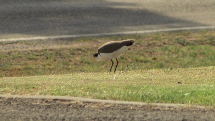 戴面具的田凫站在路边的草地上啄食。马弗拉，吉普斯兰，维多利亚，澳大利亚。白天阳光灿烂
