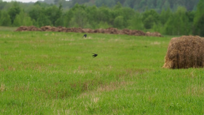 谷仓燕子或Hirundo Rustica，也叫马丁。谷仓里的燕子优雅地飞过绿色的草地。谷仓里的燕子飞