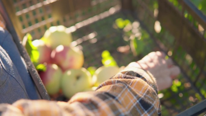 看护者为自己的农场有机食品选择最好的水果。果园里的秋天:农民丰收地采摘成熟的水果。手农民小心地把苹果