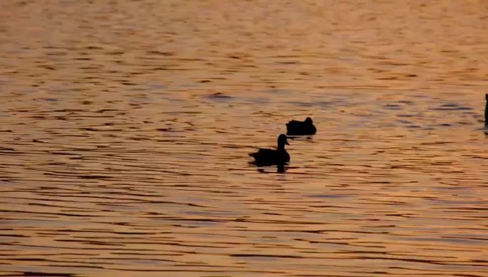 波光粼粼的湖水中嬉戏游水的灰鸭与白鹅