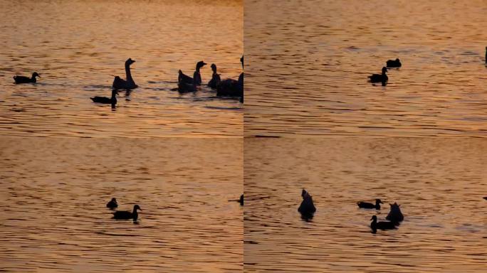 波光粼粼的湖水中嬉戏游水的灰鸭与白鹅