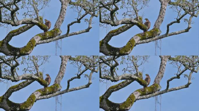 泰国，从远处看，这只冠蛇鹰栖息在一棵大树的树枝上，向左看，正在梳理自己
