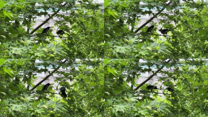 拍摄一只黑乌鸦在大自然的鸟叫。股票视频
