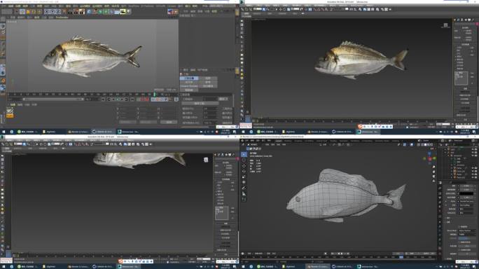 C4D+fbx+max+blend-鲷鱼