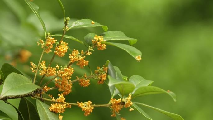 武侯墓桂花 桂花 汉中