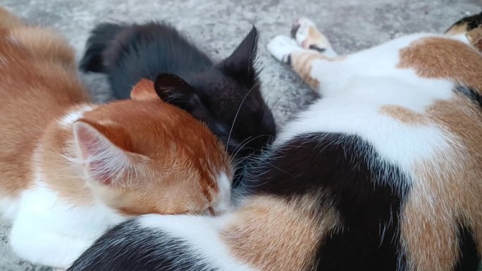 喂猫的瞬间，一只母家猫正在喂她的亲生孩子，一只橙色的猫，和一只收养的孩子，一只黑猫