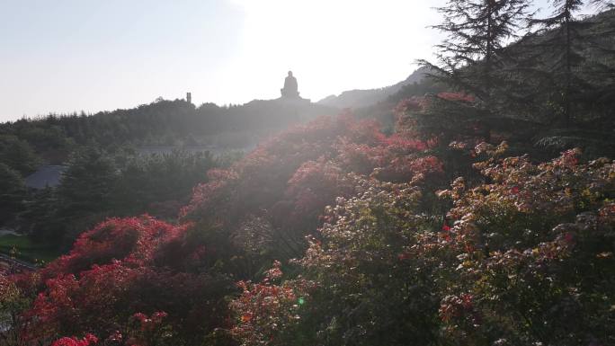 航拍山东荣成石岛赤山风景区红叶大明神