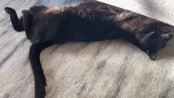 房间里的黑猫，阳光透过窗户暖暖的。可爱的宠物在家里。春天的时间