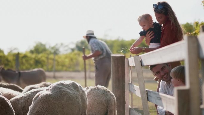 一个旅游家庭带着年幼的孩子参观牧羊场的镜头序列