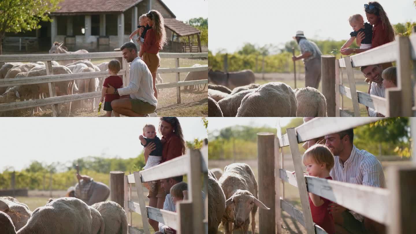 一个旅游家庭带着年幼的孩子参观牧羊场的镜头序列