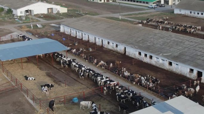 农村的奶牛场。牛栏里的牛。鸟瞰图。