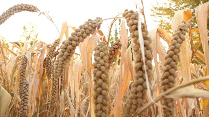 谷子成熟  金色秋天  稻谷  黄昏谷子