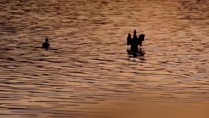 夕阳下波光粼粼湖水中嬉戏游水的灰鸭