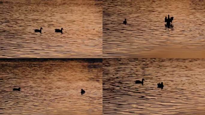 夕阳下波光粼粼湖水中嬉戏游水的灰鸭