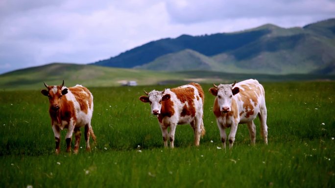 内蒙古草原上的牛