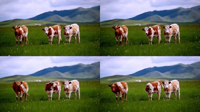 内蒙古草原上的牛